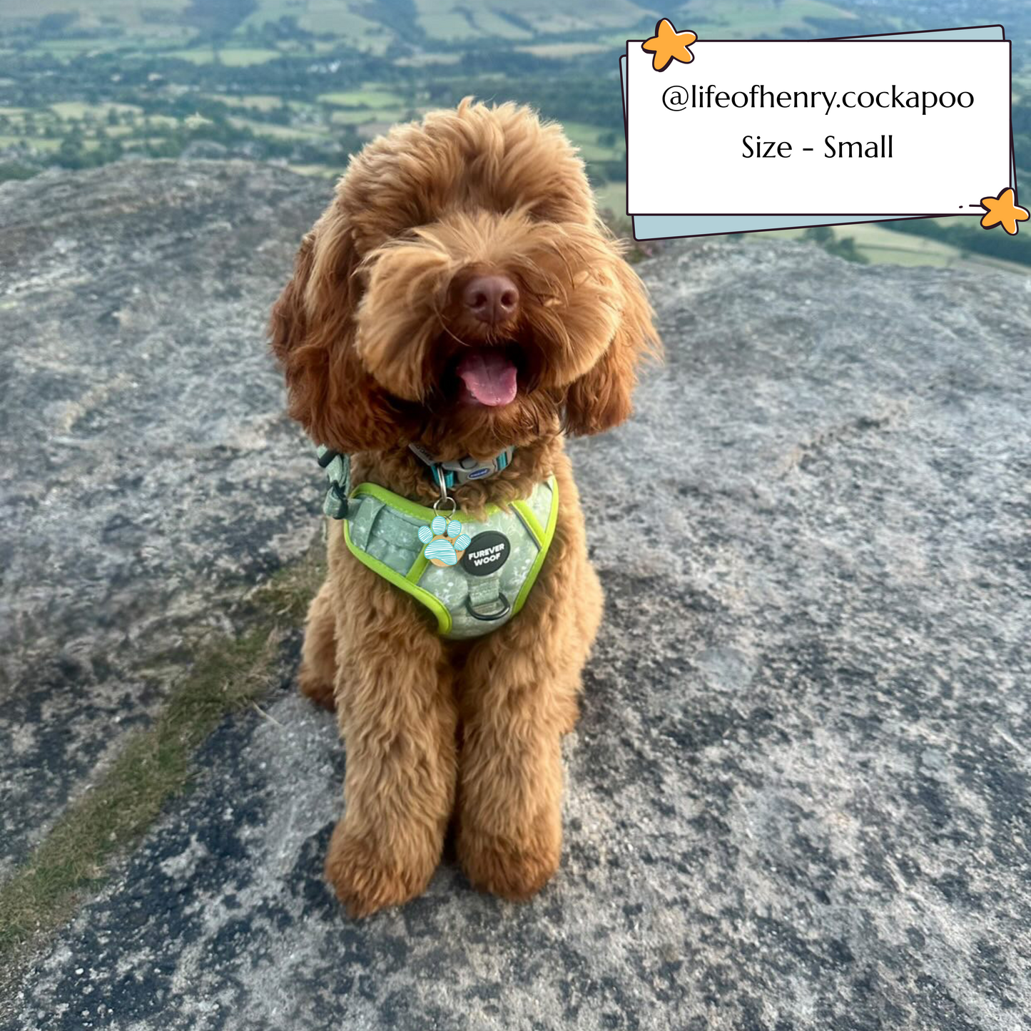 🌸 Forest Bloom Adventure Harness