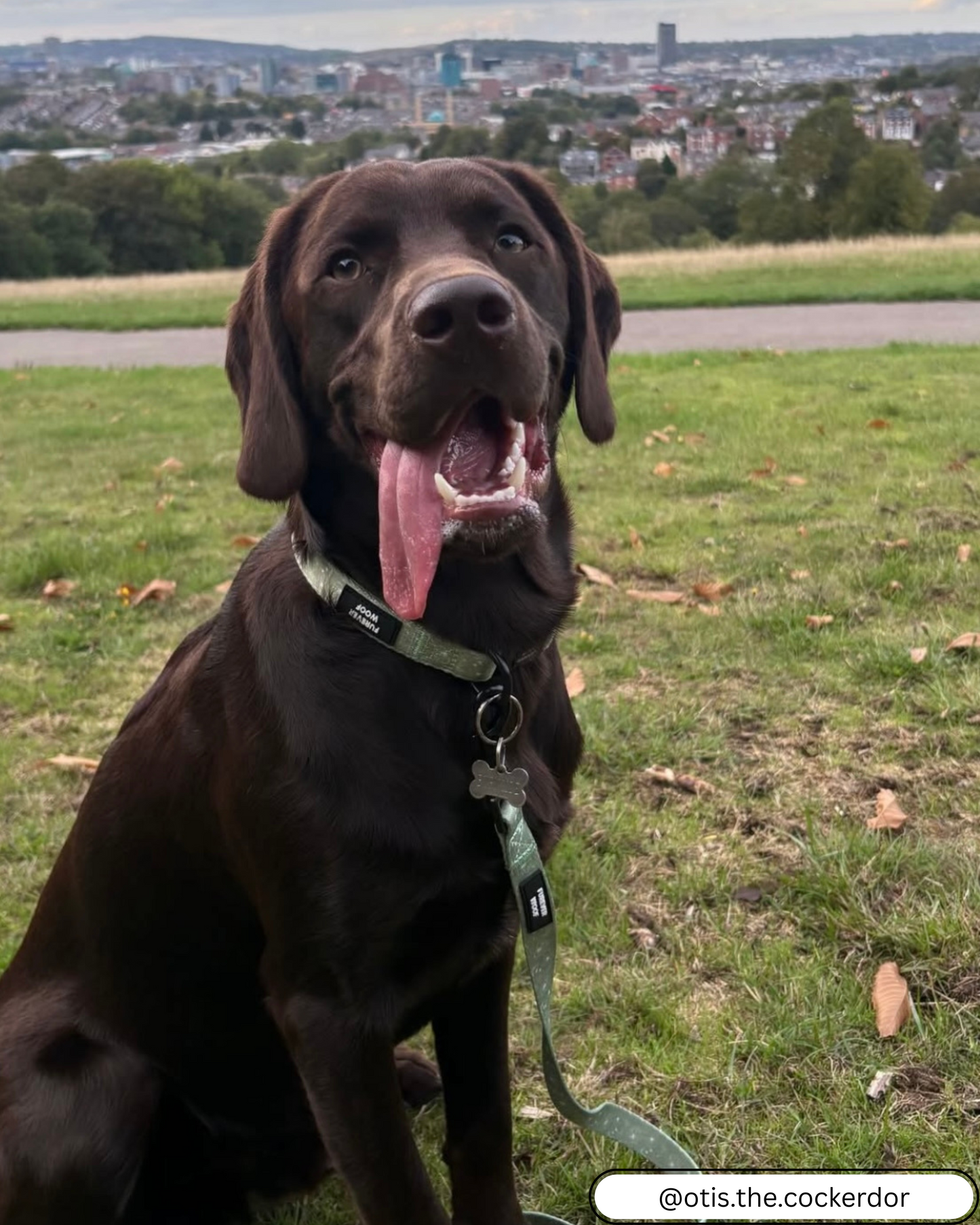 🌼 Forest Bloom Collar