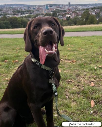 🌼 Forest Bloom Collar