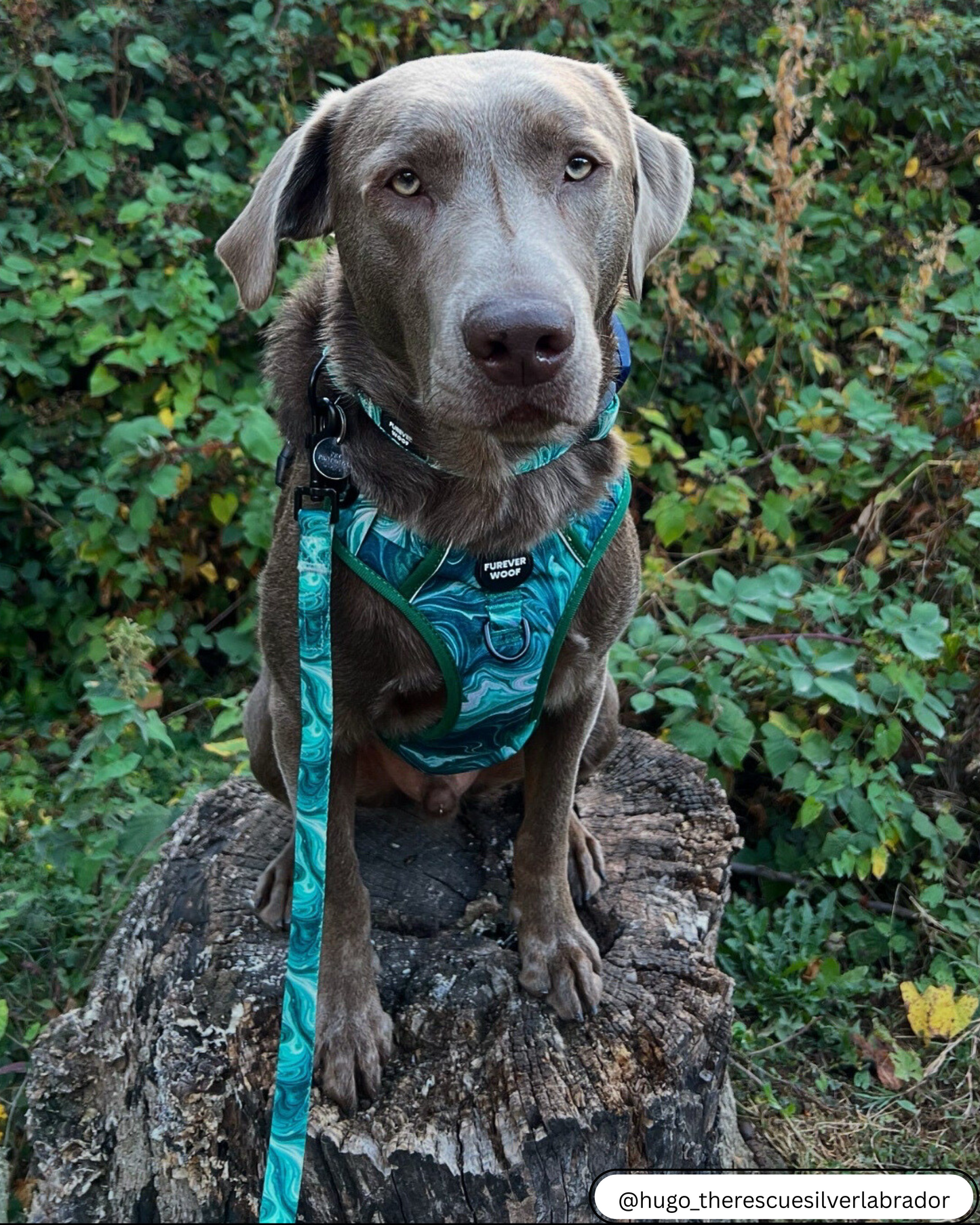 🌿 Emerald Swirl Adventure Harness