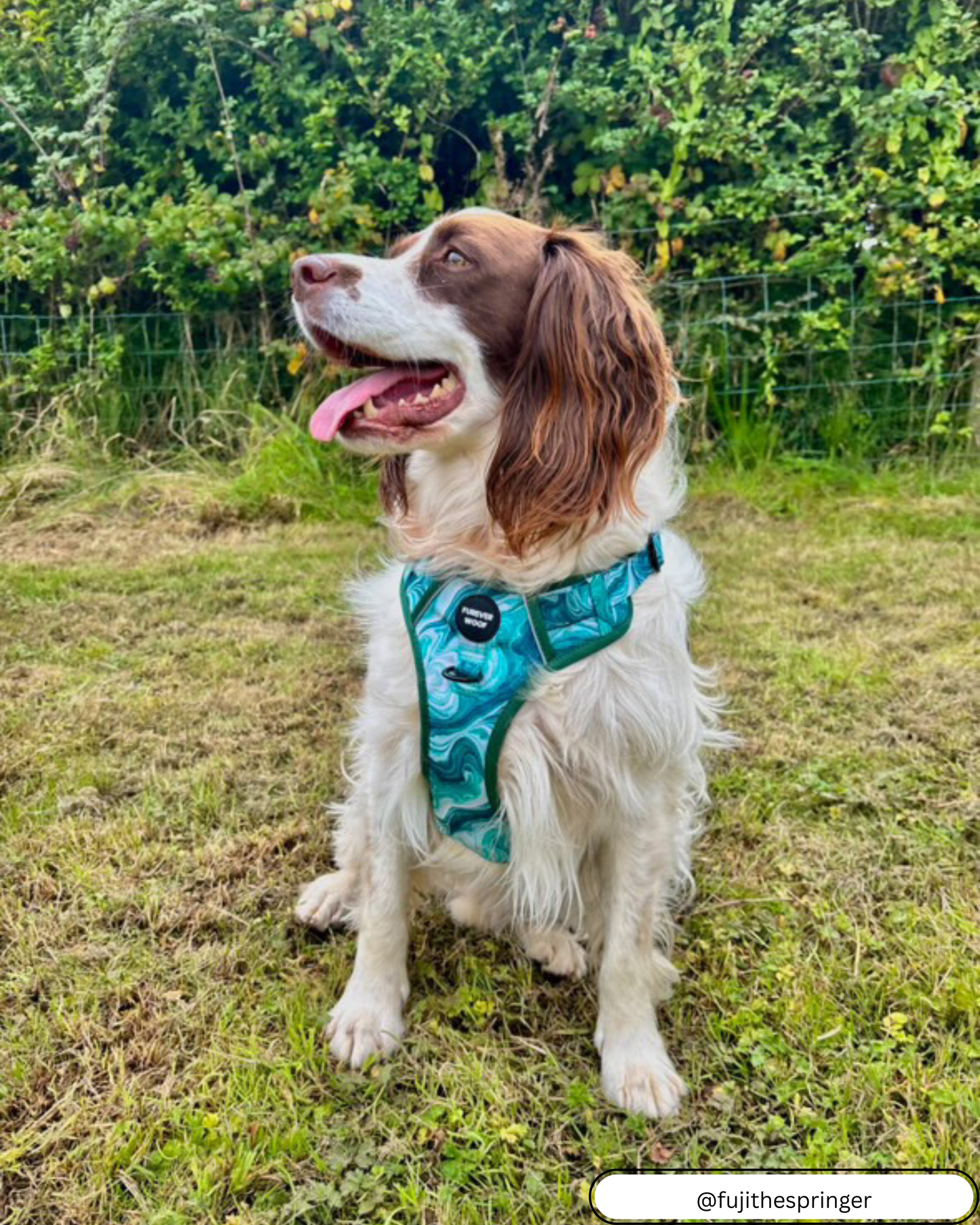 🌿 Emerald Swirl Adventure Harness