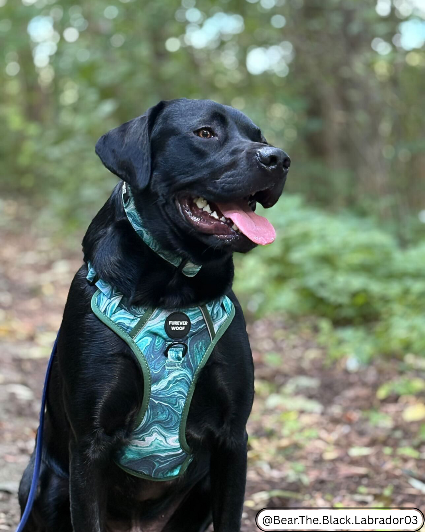 🌿 Emerald Swirl Adventure Harness