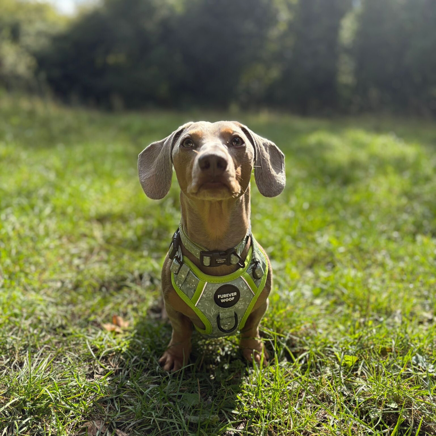 🌸 Forest Bloom Adventure Harness