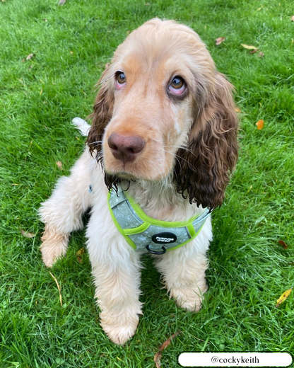 🌸 Forest Bloom Adventure Harness