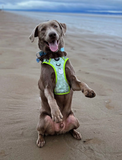 🌸 Forest Bloom Adventure Harness
