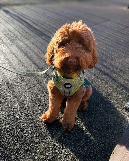 🌸 Forest Bloom Adventure Set